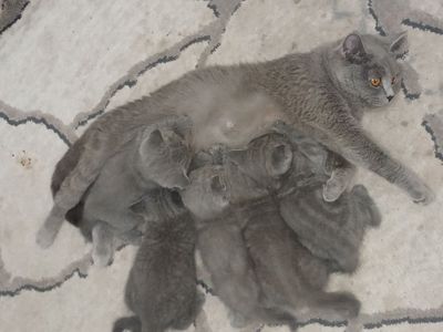Продаётся котята