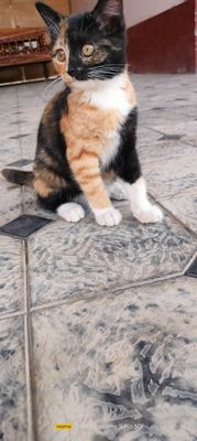 Zoti. Erkak Kaliko