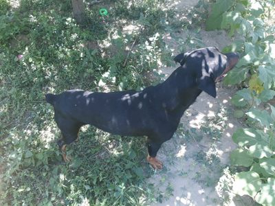 Zotdor it Doberman sotiladi