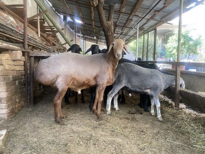 Qochqorlar jivoy 75 min somdan istalgan vazmda