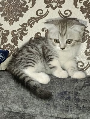 Продаются британские кошечки