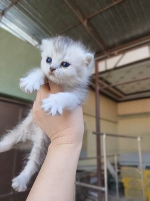 Серебристый шиншила