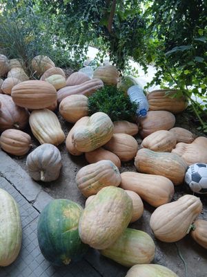 Кормовой ковок бор