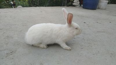 Quyon sotiladi zotlik