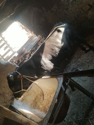Buqal sotiladi yaxshi