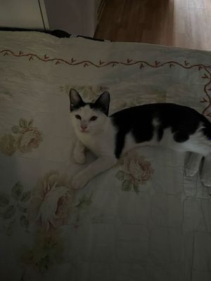 Котик барсик отдам в хорошие руки