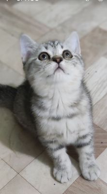 Скоттиш страйт котята