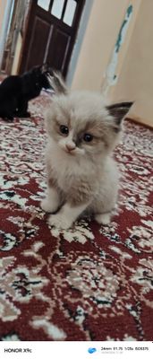 Продам котёнка не дорого