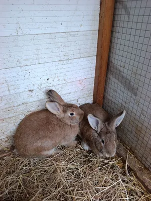 5 oyli quyonla erke urğochi.