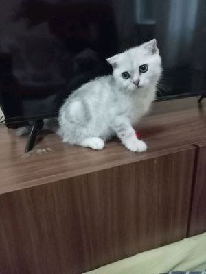 Продается котенок скоттиш фолд