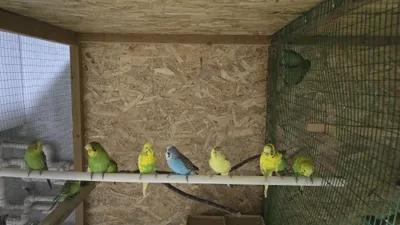 Тути кушла сотилади соглом хаммаси 100000 сумдан донаси