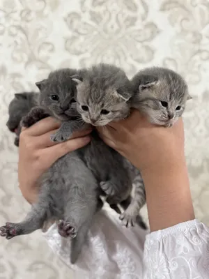 Мушук болалари тоза зотли скотош фолд и страйд