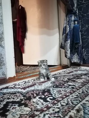 Kimga kere bosa tel qiliyla fold soni 3 ta