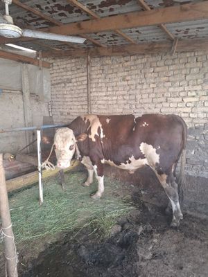 Toza smental buqa 2 yoshar sotiladi