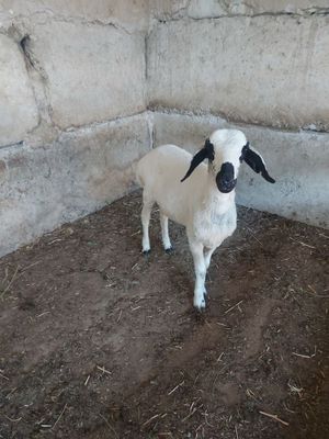 Кучкор барра сотилади