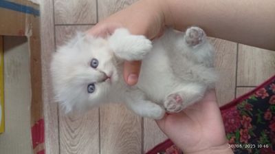 Toza qon koʻk koʻzli scottish fold