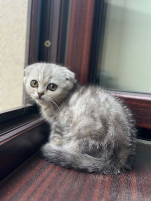 Чистокровные шотландские котята