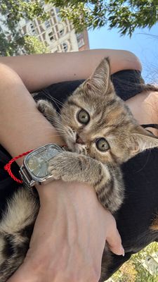 Отдам котенка в хорошие руки