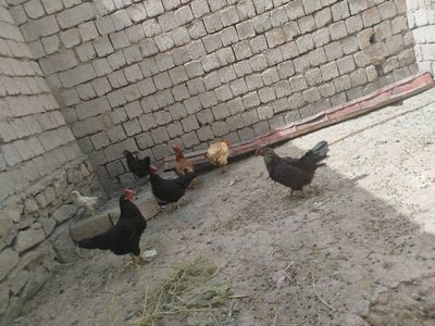 Tuxum tuğub turgan tovuq