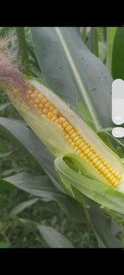 Кукуруза кормовая, 35сотих,Байткургон.