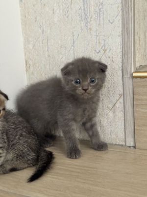 Продаются вислоухие котята