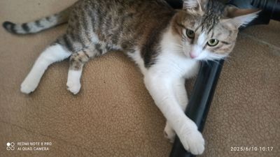 есть три кота, отдам в хорошие руки даром.