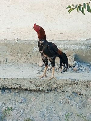 Zoti toza Xoʻroz sotiladi