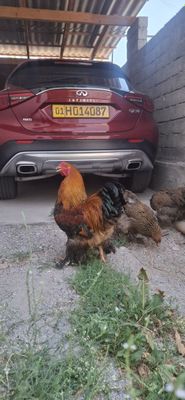 3+1 kuropatchatiy brama oilasi