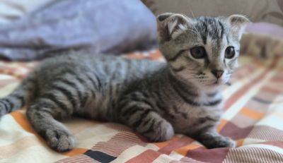 Продам вислоухий кошку 4 месяцев малчик.
