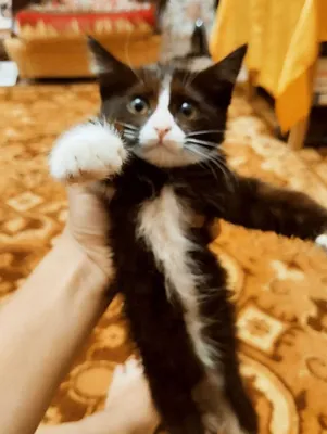 Черно- белая кошечка породы сибирская в добрые руки