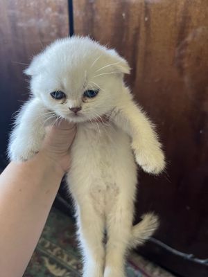 shinshilla mushukchala 150$