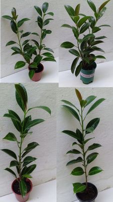 Фикус Мелани. Сорт фикуса который растет кустистым ,компактным.