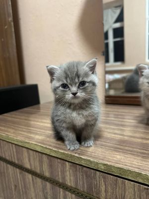 Британский мушук