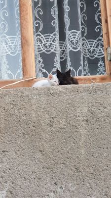 siyamiskiy Xonaki mushuk