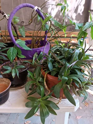 Цветы, гуллар