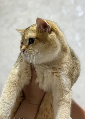 Взяка!! Британская золотистая шинишилла