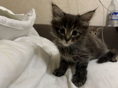 Котенок Мейн кунь. Девочка
