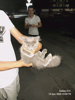 zotor mushuk