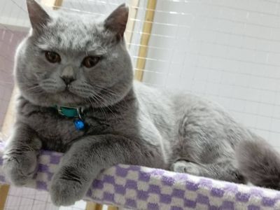 Сотилади Скотиш страйт британ огил бола