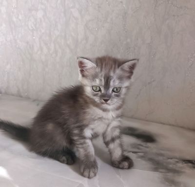 Продаются котята скоттиш страйт и скоттиш фолд