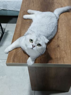 Котята британские