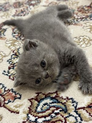 Кошка, скоттиш фолд