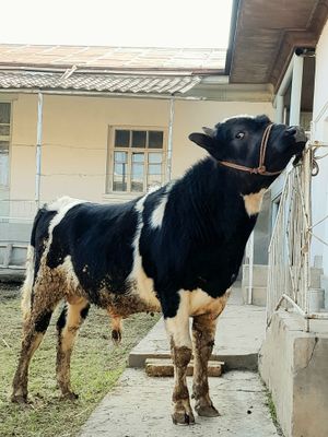 Buqa Sotiladi Soğlom yeb ichishi Zor Galanski poroda