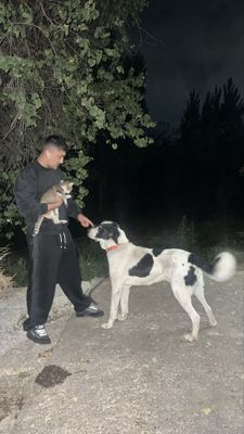 Bo’ri bosar ogog’ida srtloni bor