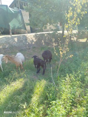Ona bola qòy sotiladi