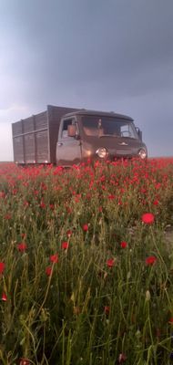 Uvazik 3303 bartavoy