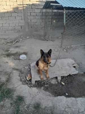 Nemis Afcharkasi tozza qon