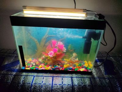 Akvarium 20 litrligi sinmagan hech qatidan suv oqmidi.
