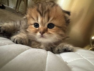 Шиншилла залатистая продаются 3месяц девочка