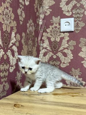 Мушук шиншилла сотилади 40 кунлик